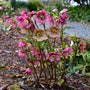 helleborus orientalis winter blooms