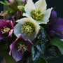 variety of colors on helleborus orientalis
