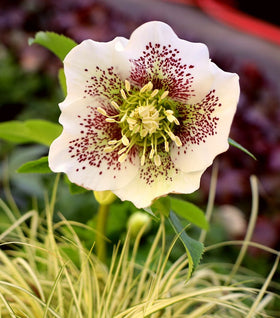 Helleborus Pine Knot Select