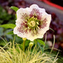 Close-up of Pine Knot Select Lenten Rose flowers showing soft pastel petals with maroon and cream accents.