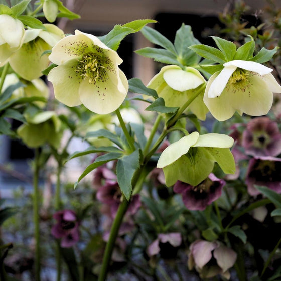 Helleborus ‘Pine Knot Select’ blooming in mixed shades of pink, plum, and cream in a shaded woodland garden.