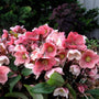 Gorgeous Pink Flowers of Pink Frost Hellebore