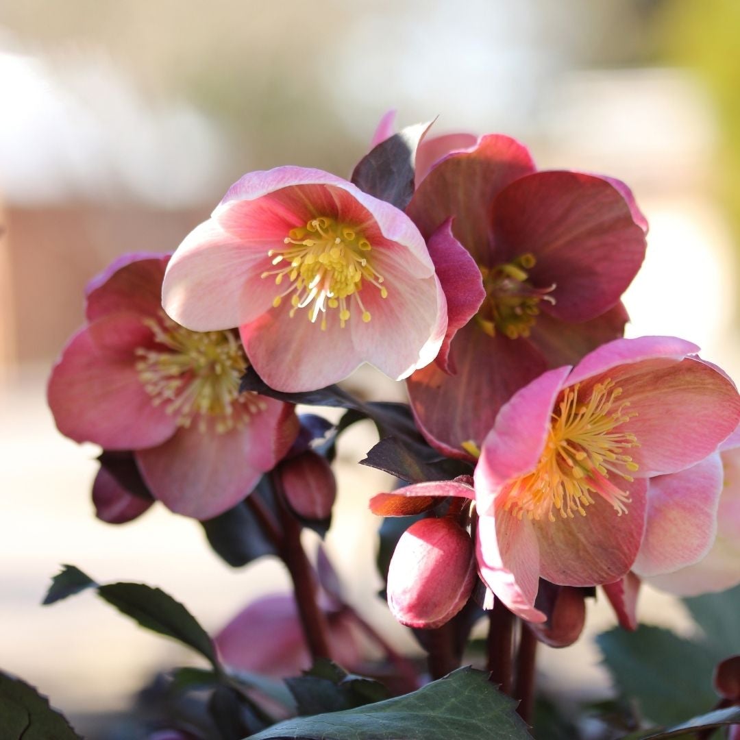 Pink Frost Hellebore | Late-Winter Blooms & Evergreen Shade Perennial