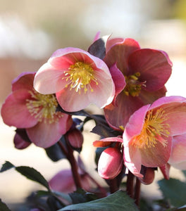 Helleborus Pink Frost