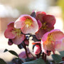 Bright pink helleborus pink frost planted in a mixed garden