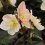 Helleborus Pink Frost winter Flowers