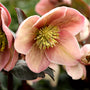 pink frost lenten rose has pink and burgundy winter flowers