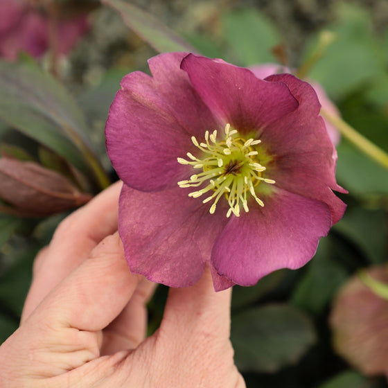 Helleborus ‘Royal Heritage’ in full bloom displaying shades of pink, plum, and cream flowers in a shaded woodland garden.