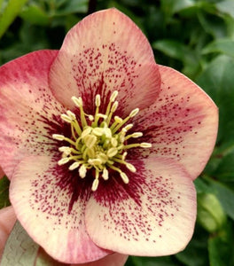 Helleborus Sandy Shores