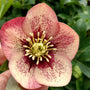 Spotted burgundy Helleborus Sandy Shores Flower