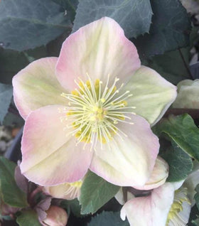 Helleborus Shooting Star