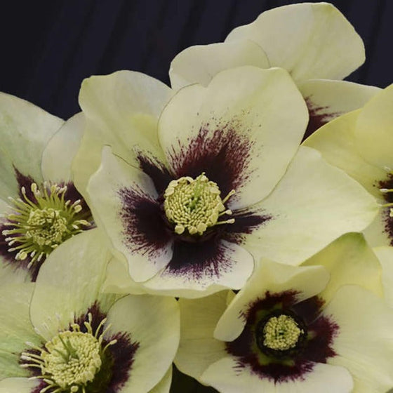 Spanish Flare helleborus has creamy white petals with maroon centers
