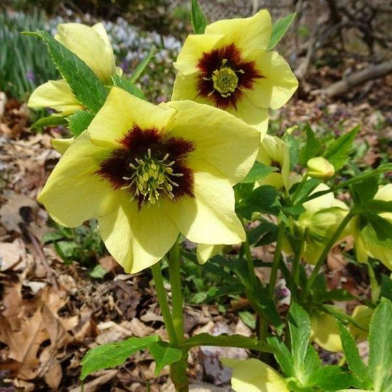 yellow and red spanish flare helleborus flowers