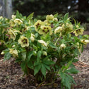 Helleborus Spanish Flare in a mixed winter garden