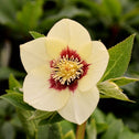 Helleborus Spanish Flare has creamy white and red flowers