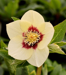 Helleborus Spanish Flare