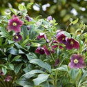 Viv Victoria hellebore in a winter border, compact evergreen clump topped with deep purple blooms for long-season color under trees.