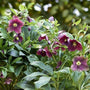 Helleborus Viv Victoria in the garden