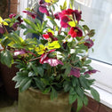 Viv Victoria hellebore in a patio container, long-blooming purple winter flowers above evergreen foliage for shaded entry appeal.