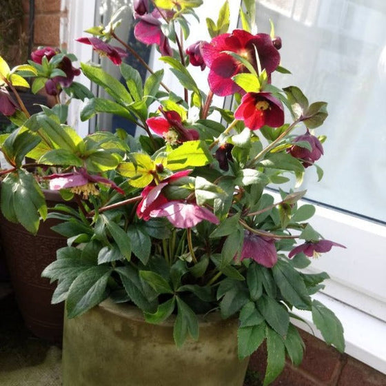 Viv Victoria hellebore in a patio container, long-blooming purple winter flowers above evergreen foliage for shaded entry appeal.