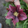 hellebore viv victoria purple flowers