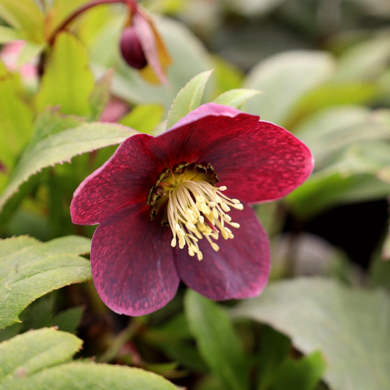 Close-up of Viv Victoria hellebore bloom, rich purple petals with creamy stamens and dusty-pink reverse tones for winter interest.