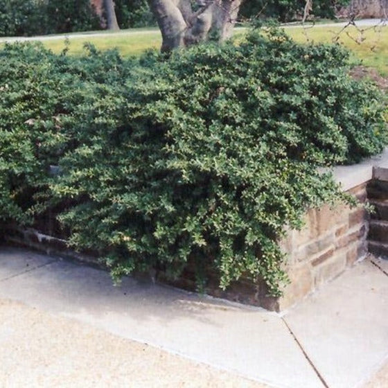 Helleri Holly planted at the base of a tree