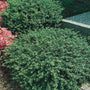 Helleri Holly being used as a foundation shrub