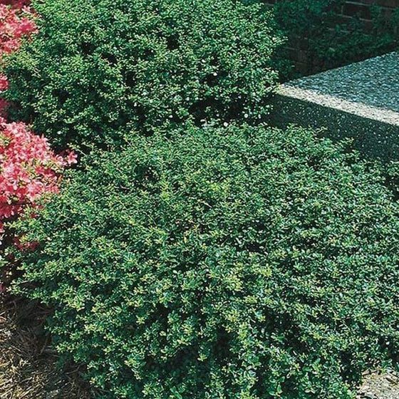 Buy Helleri Holly Online | Garden Goods Direct