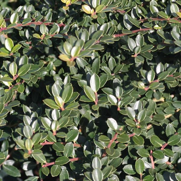 Buy Helleri Holly Online | Garden Goods Direct