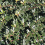 Helleri Holly evergreen leaves