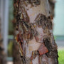 heritage river birch tree bark close up