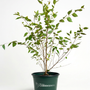 potted river birch tree