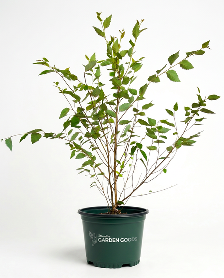 potted river birch tree