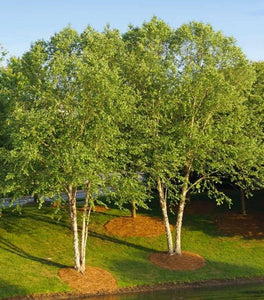 Heritage River Birch