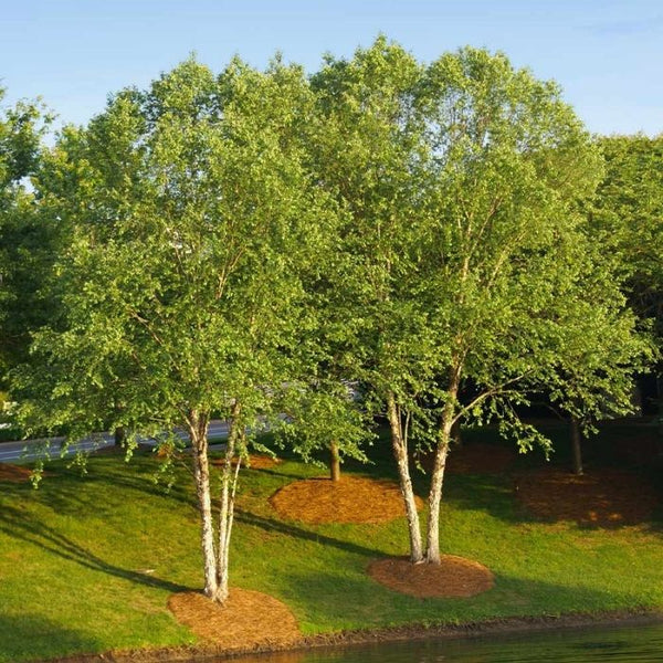 planting river birch near house Heritage River Birch
