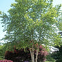 heritage river birch tree with bare trunk and green foliage