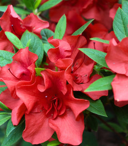 Hershey Red Azalea