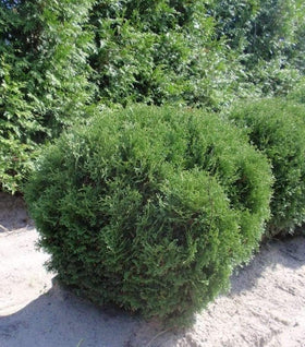 Hetz Midget Globe Arborvitae