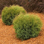  bright green foliage of Hetz Midget Globe Arborvitae shrub
