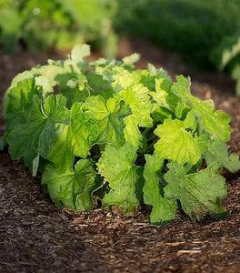 Heuchera Autumn Bride