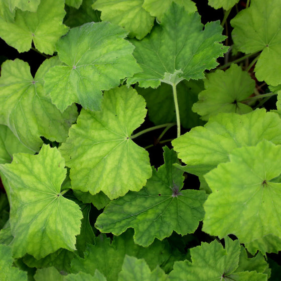vibrant green Heuchera Autumn Bride with soft white spring blooms