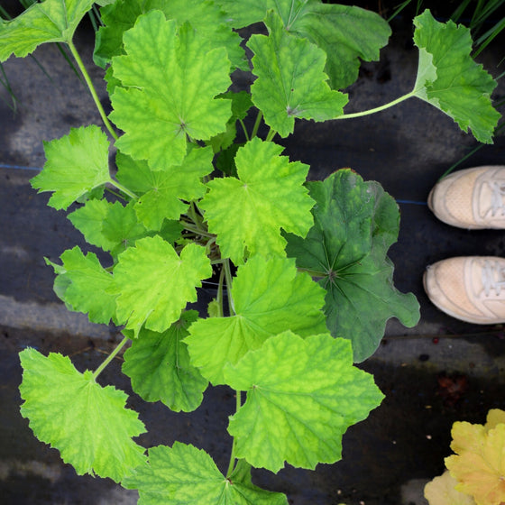 lime green groundcover plant