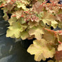 yellow and orange evergreen leaves heuchera winter interest perennial