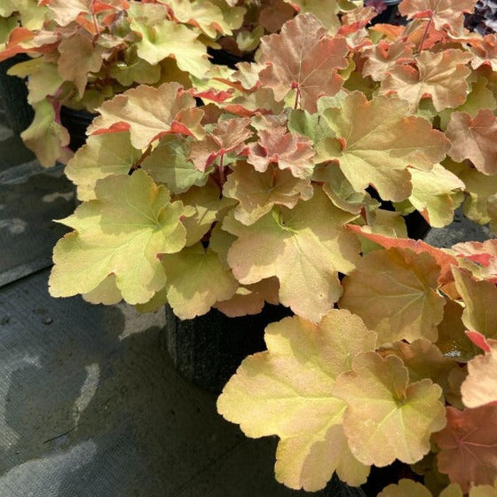 yellow and orange evergreen leaves heuchera winter interest perennial