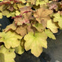 Heuchera Caramel has red and brown leaves