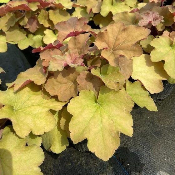Heuchera Caramel has red and brown leaves