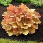 Heuchera carmel in the landscape