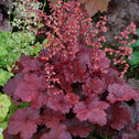 Heuchera Cherry Cola in the garden