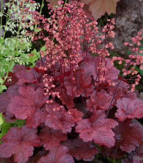 Heuchera Cherry Cola